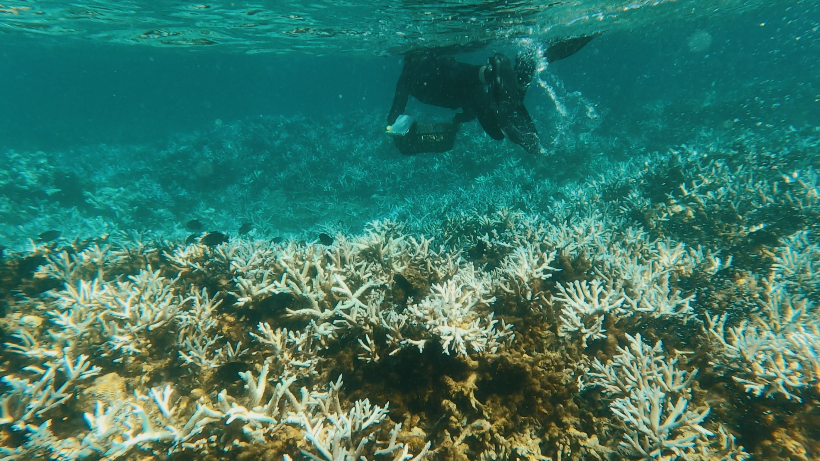 Projet Corail